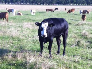 Cows on the Town Moor